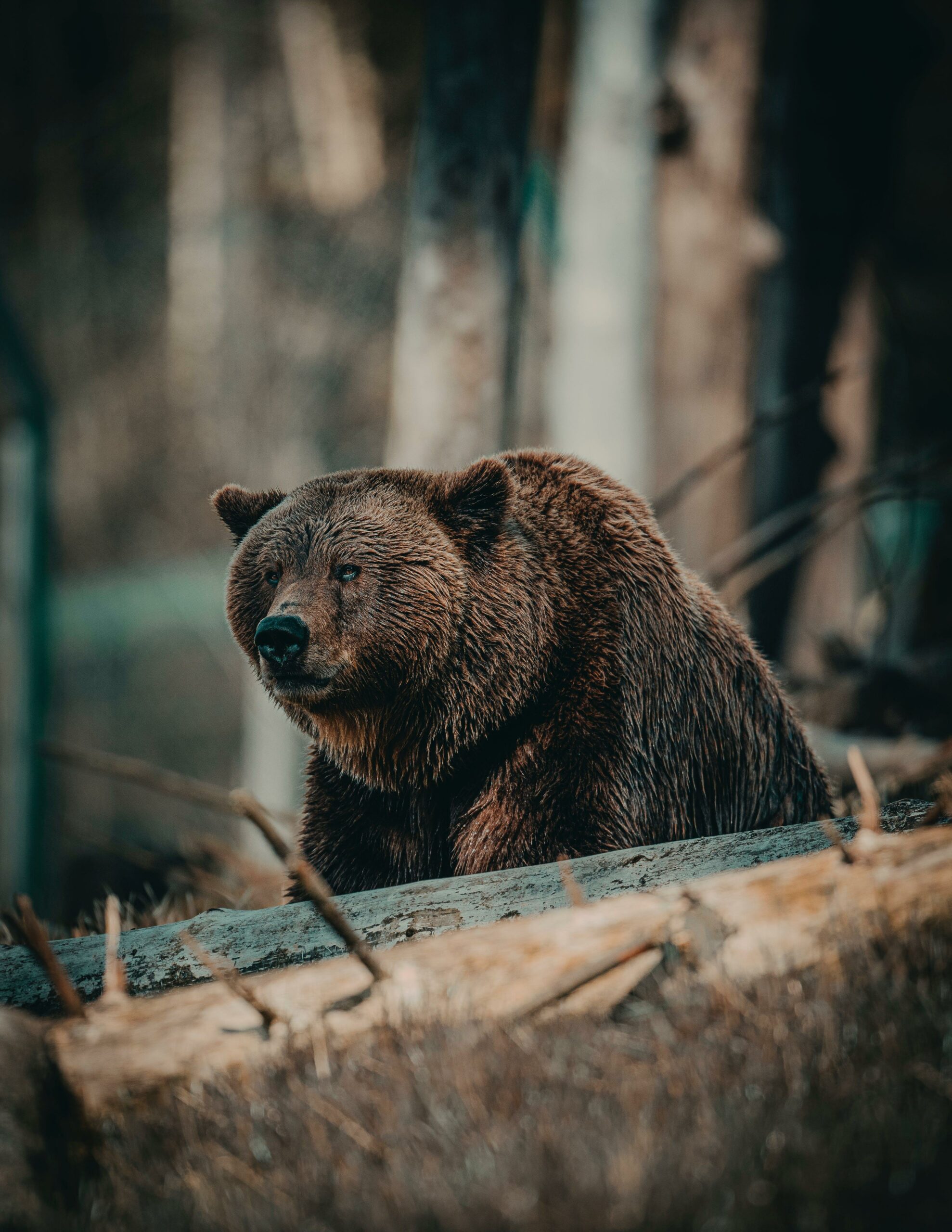 You are currently viewing Alaskan Brown Bears at Risk Amid Hunting and Oil Drilling